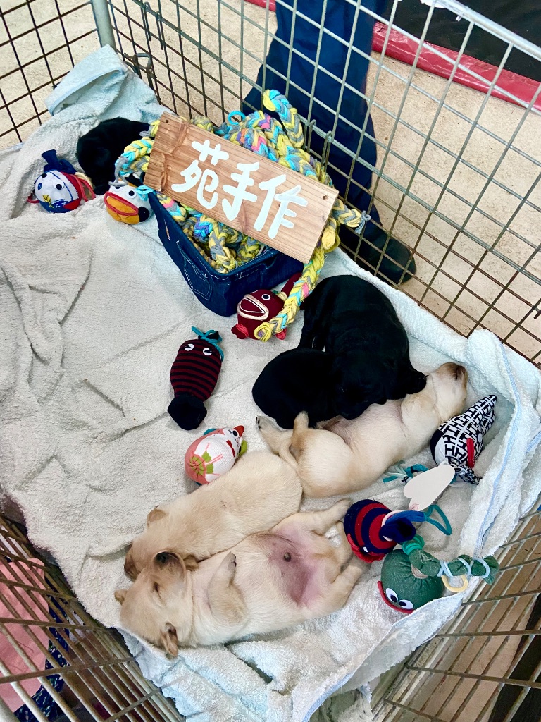 小襪獸陪伴緝毒犬 - 永續理念的溫暖延伸